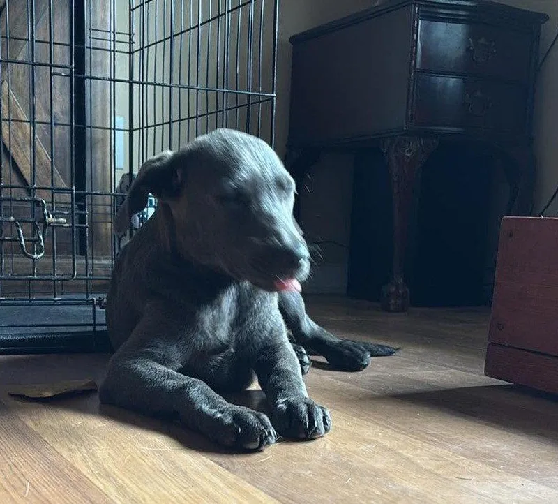 A baby medium-sized female Labrador Retriever dog named Willow Grey for adoption in Jacksonville, NC