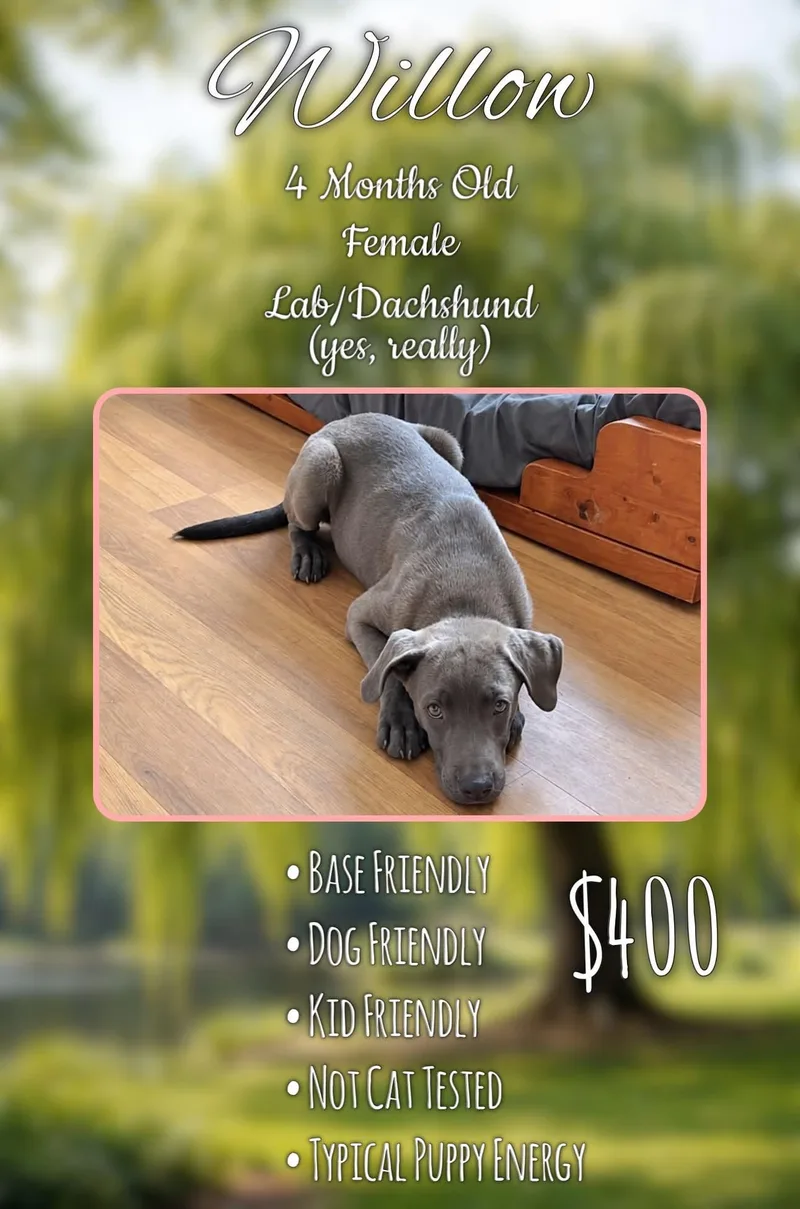 Willow  Grey thumbnail 2