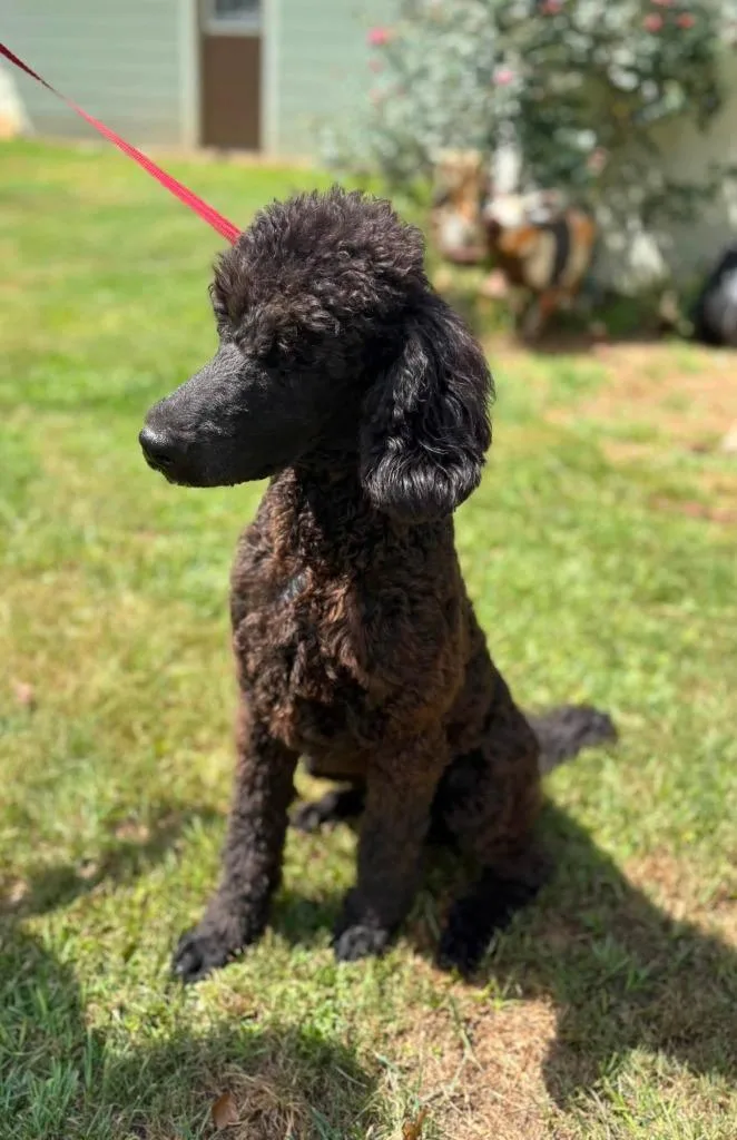 A baby large-sized male Poodle dog named Smarty Marty for adoption in Fond Du Lac, WI