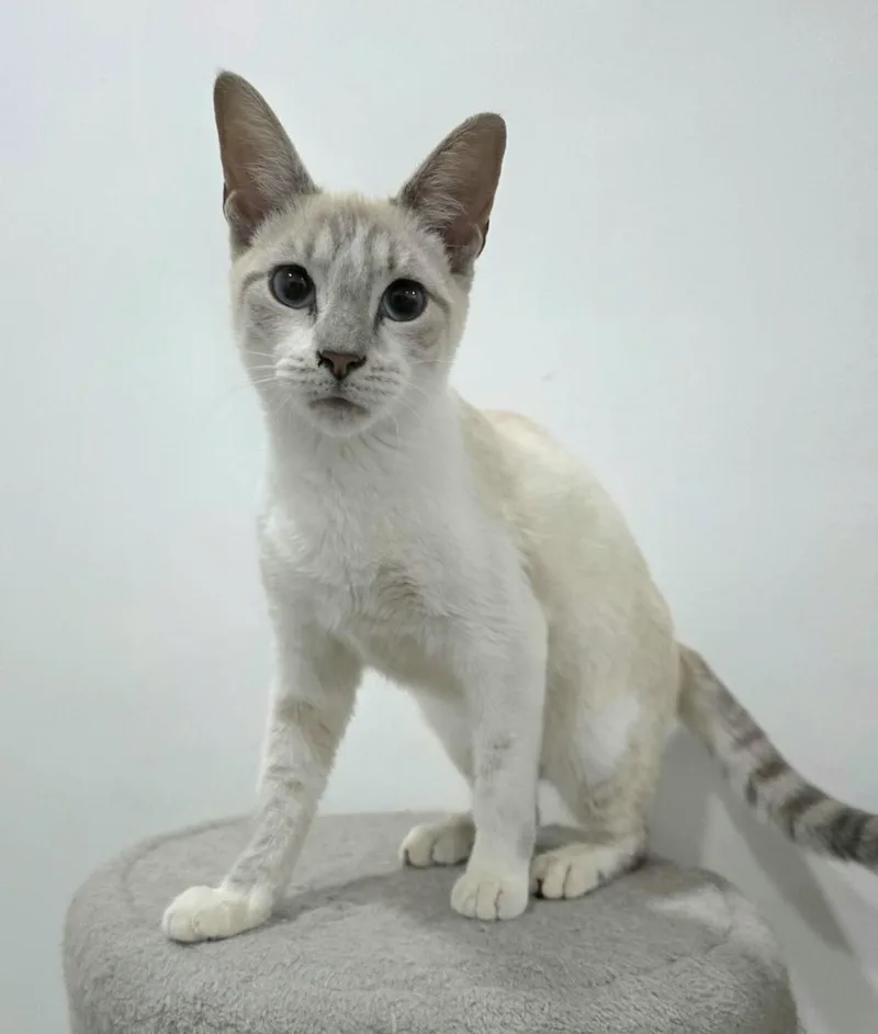 A young medium-sized female Cream / Ivory Siamese cat named Rue for adoption in Gregory, TX
