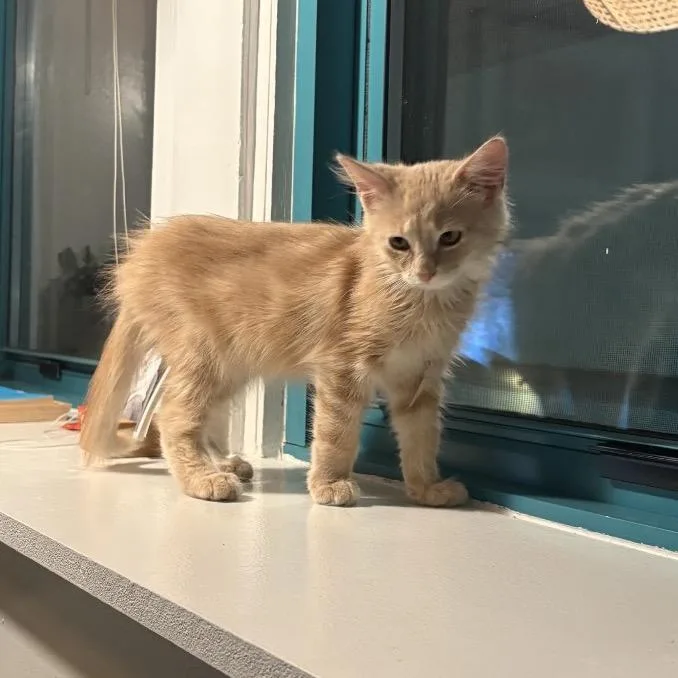 Pip