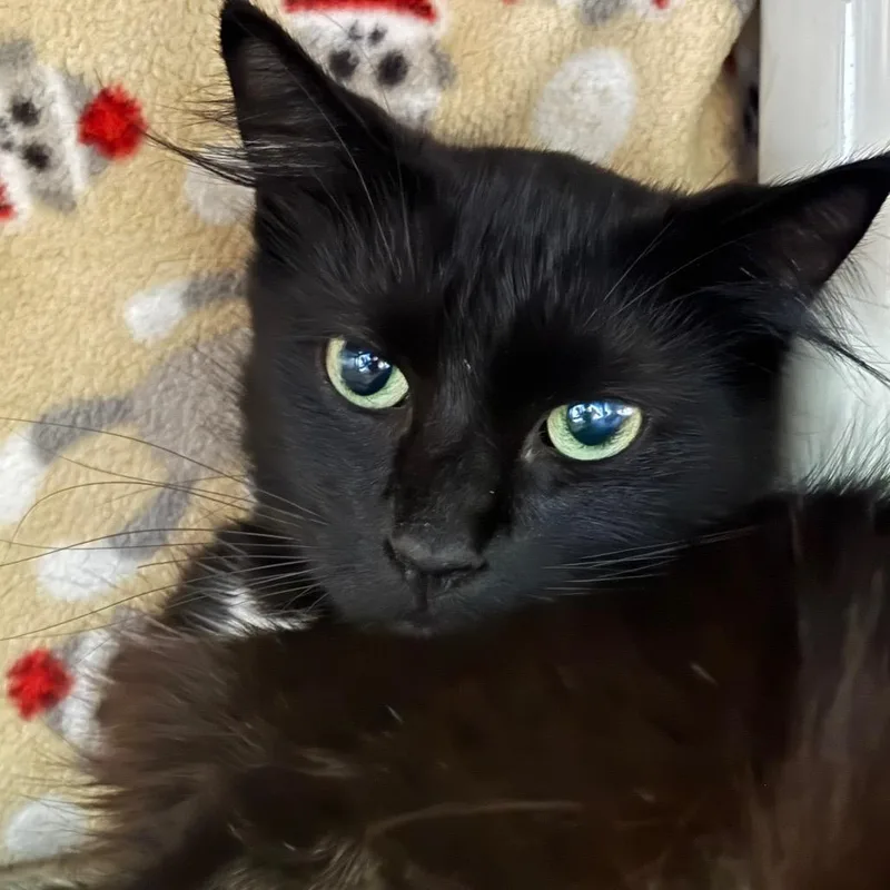 An adult medium-sized female Black Domestic Long Hair cat named Utensil for adoption in Grand Rapids, MI
