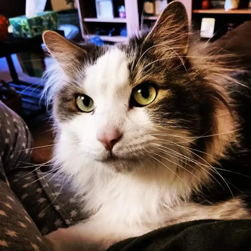 An adult small-sized male Gray / Blue / Silver Turkish Angora cat named Big Boy for adoption in Bountiful, UT