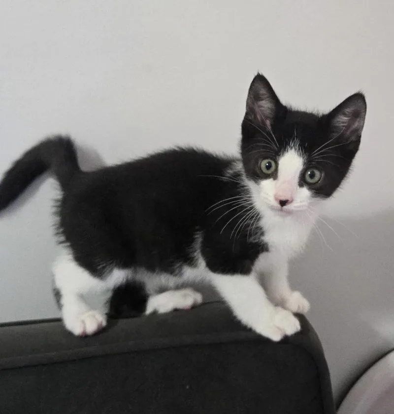 A baby small-sized male Black & White / Tuxedo Domestic Short Hair cat named Merry for adoption in Telford, PA
