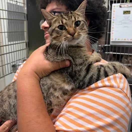 An adult large-sized male Tabby (Gray / Blue / Silver) Domestic Short Hair cat named Chunk for adoption in Amherst, VA