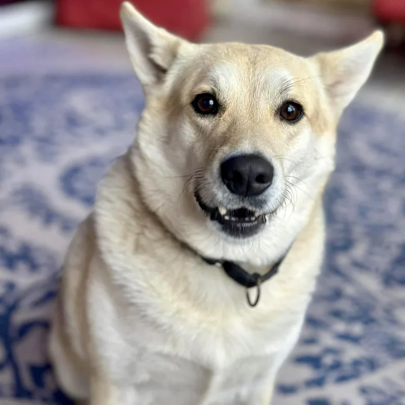 A young medium-sized male White / Cream Shepherd dog named Duke for adoption in Houston, TX