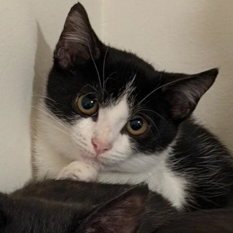 A baby small-sized female Black Domestic Short Hair cat named Miss Purple for adoption in Georgetown, KY