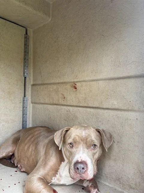 An adult large-sized female Pit Bull Terrier dog named Penny for adoption in Oklahoma City, OK