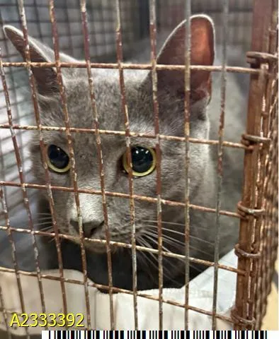 An adult medium-sized female Domestic Short Hair cat named Greyfella for adoption in West Palm Beach, FL