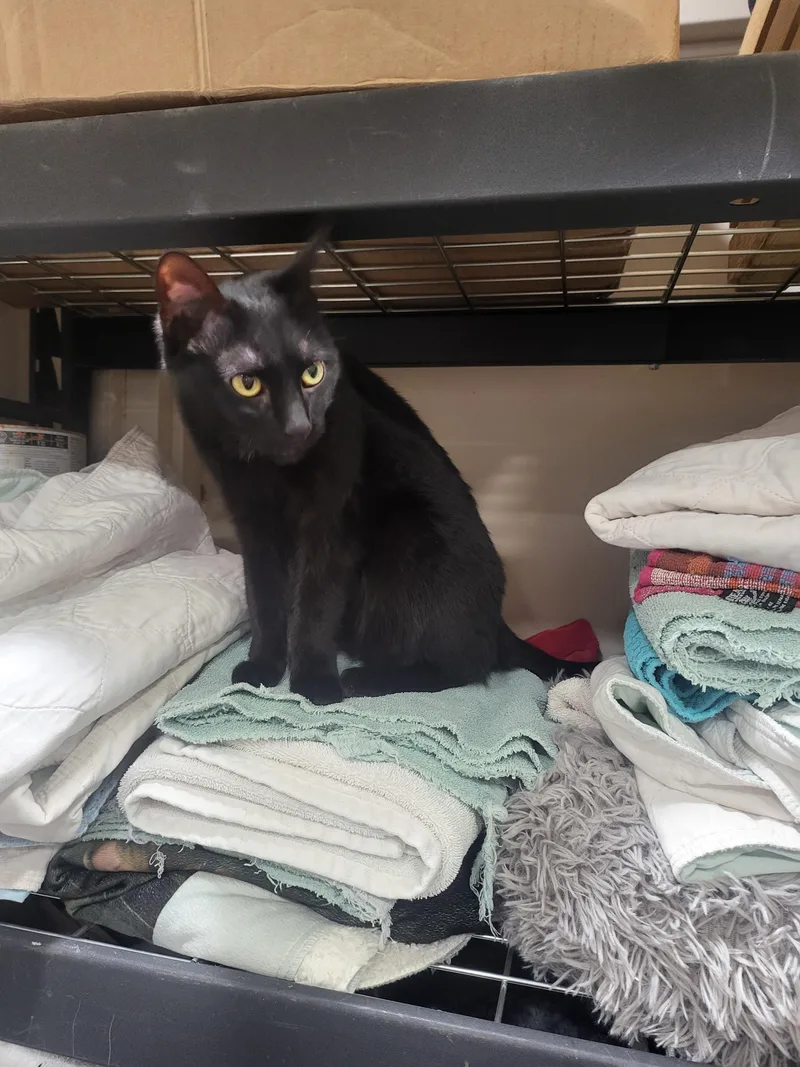 Midnight " Female Black thumbnail 2