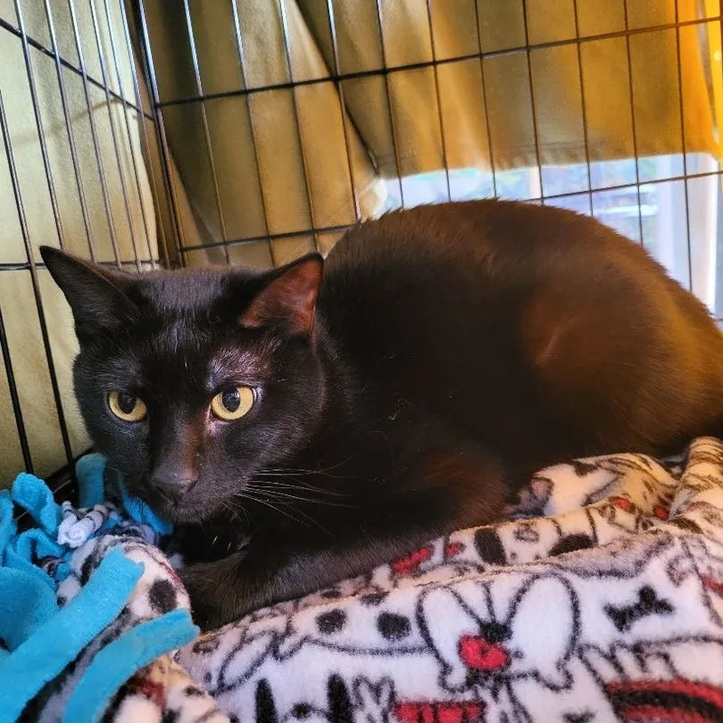 Midnight " Female Black