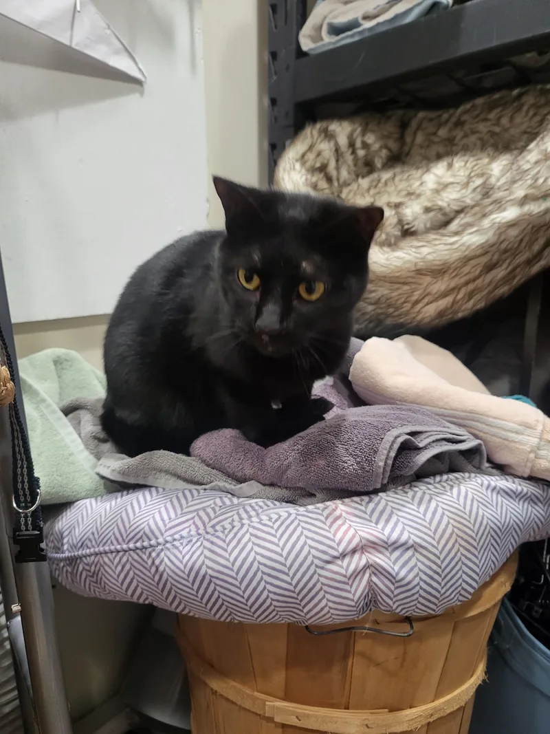 Midnight " Female Black thumbnail 3