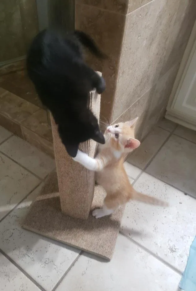 Midnight " Female Black thumbnail 4