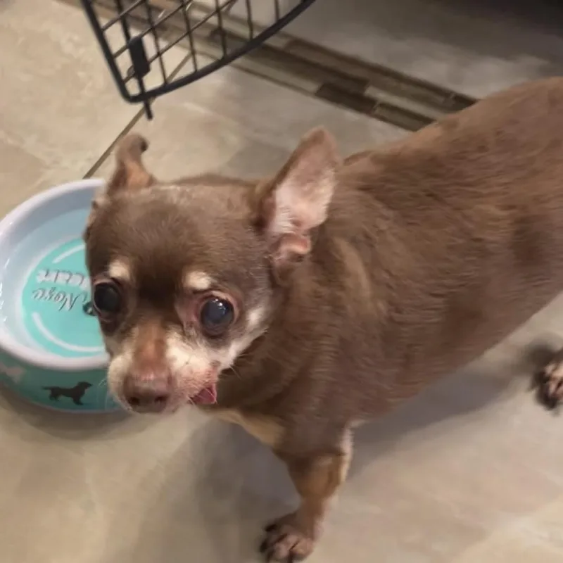 Veronica thumbnail 2