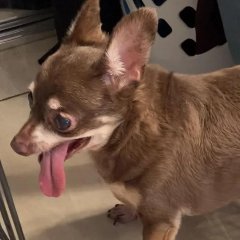 Veronica thumbnail 3