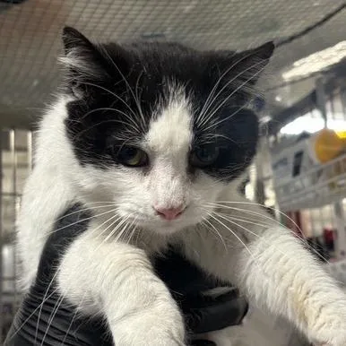 An adult medium-sized female Black Domestic Short Hair cat named Lainey for adoption in New York, NY