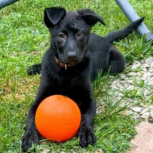 A baby small-sized female Shepherd dog named Zara for adoption in Des Moines, IA