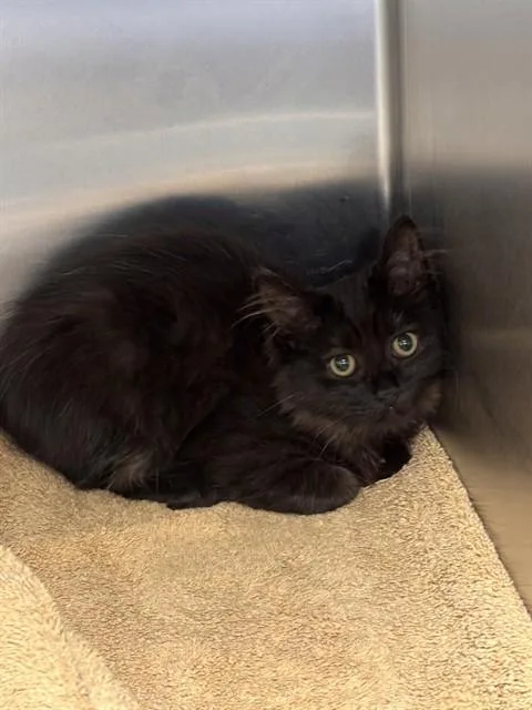 A young small-sized male Domestic Short Hair cat named Midnight for adoption in Upper Marlboro, MD