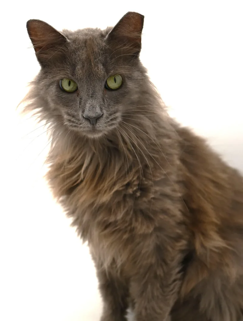 Gorgeous George thumbnail 2