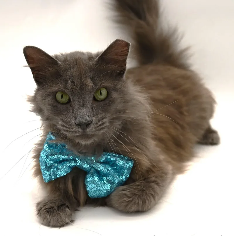 Gorgeous George thumbnail 3