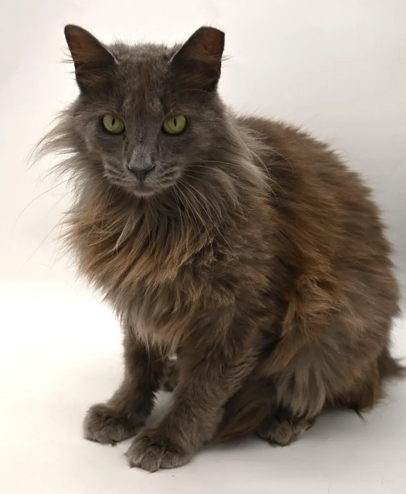 Gorgeous George thumbnail 4