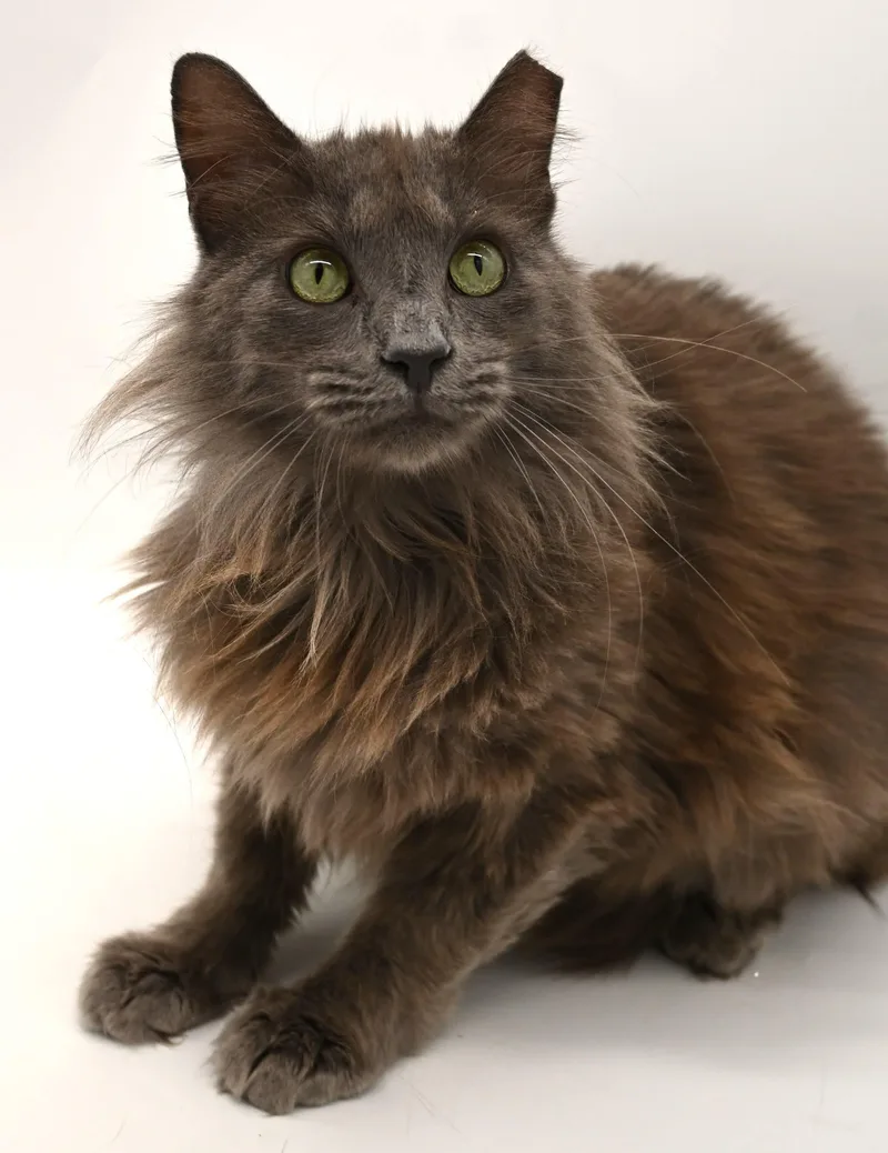 Gorgeous George thumbnail 5