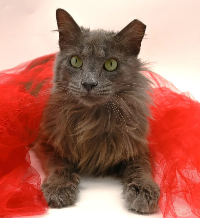 Gorgeous George thumbnail 6