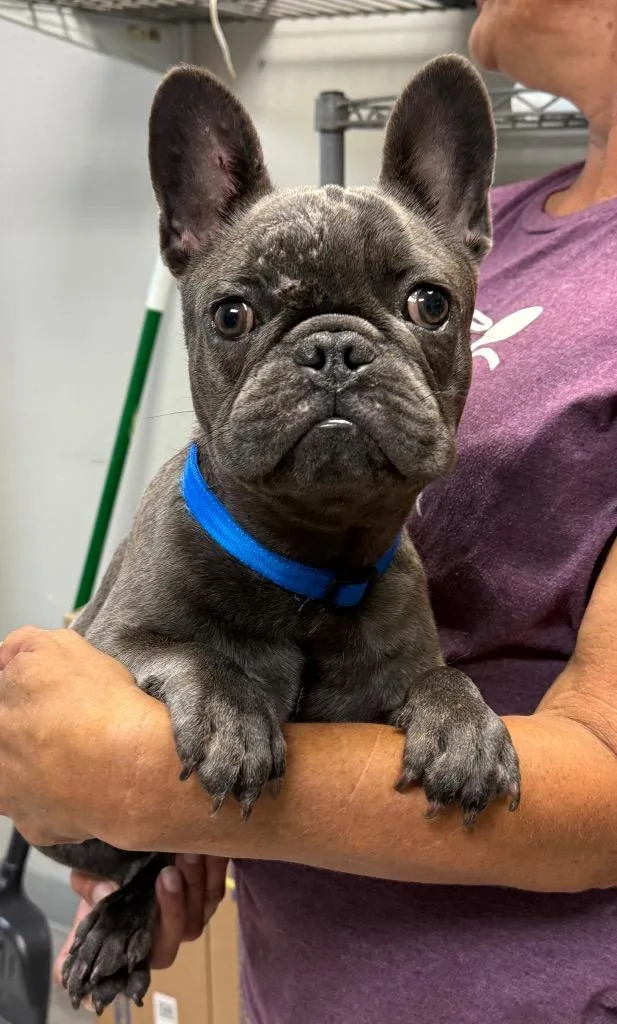 A young medium-sized male French Bulldog dog named Quincy for adoption in Sorrento, LA