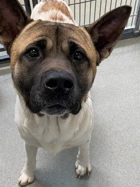 A young medium-sized male Akita dog named Kane for adoption in Fayetteville, NC