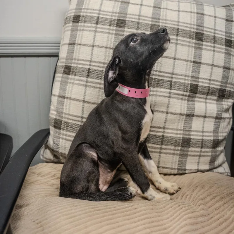 A baby small-sized female Black Dachshund dog named Rumi for adoption in Pawling, NY