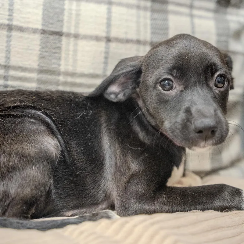 Rumi thumbnail 2