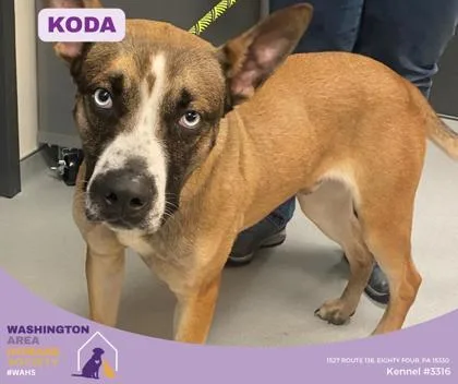 Koda