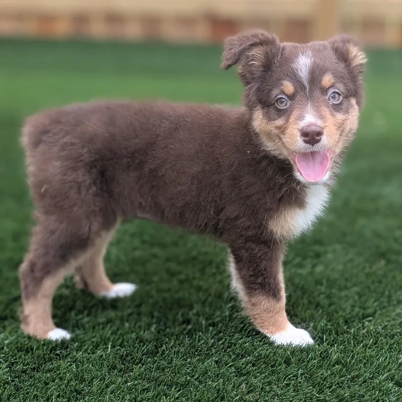 A baby medium-sized female Brown / Chocolate Australian Shepherd dog named Symphony for adoption in La Grange, KY