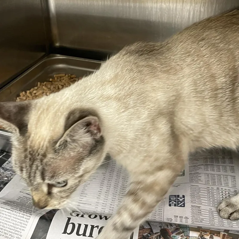 An adult medium-sized female Domestic Short Hair cat named Suzee for adoption in Winston-Salem, NC