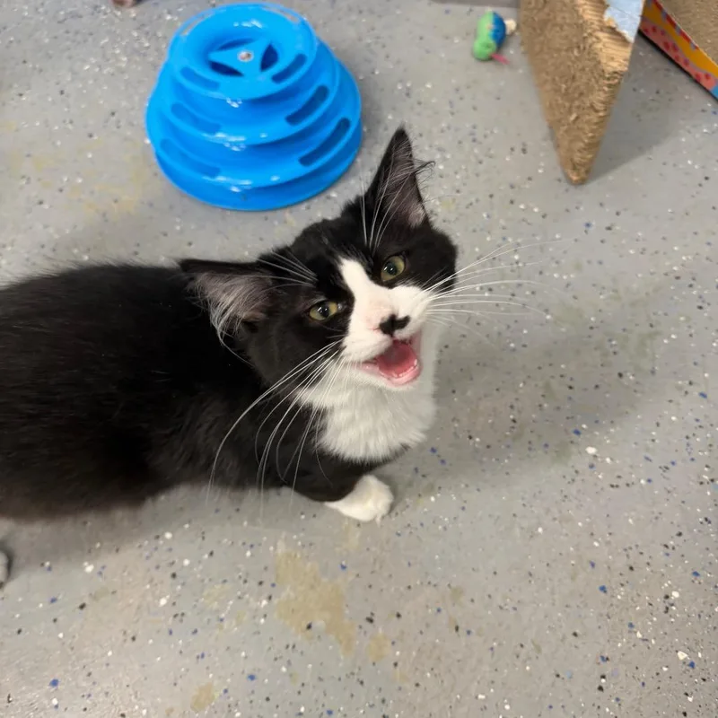 A baby medium-sized male Black Domestic Short Hair cat named Surf for adoption in Pontiac, IL