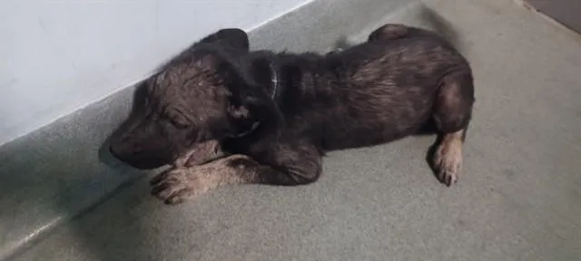 A baby small-sized male German Shepherd Dog dog named Klaus for adoption in Baldwin Park, CA
