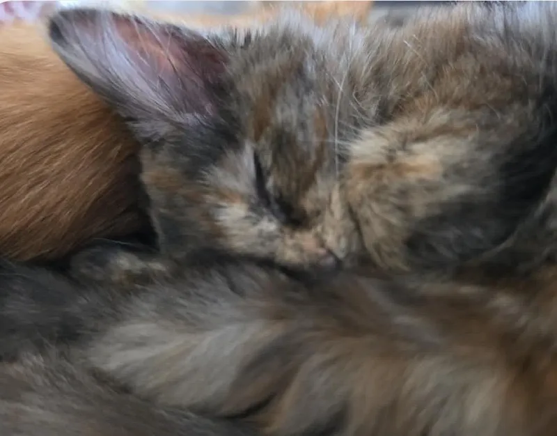 Jubilee thumbnail 4