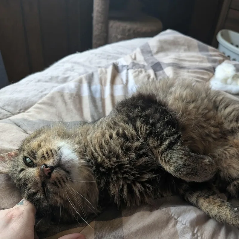 An adult medium-sized male Tabby (Brown / Chocolate) Tabby cat named Murphy for adoption in Gladstone, OR