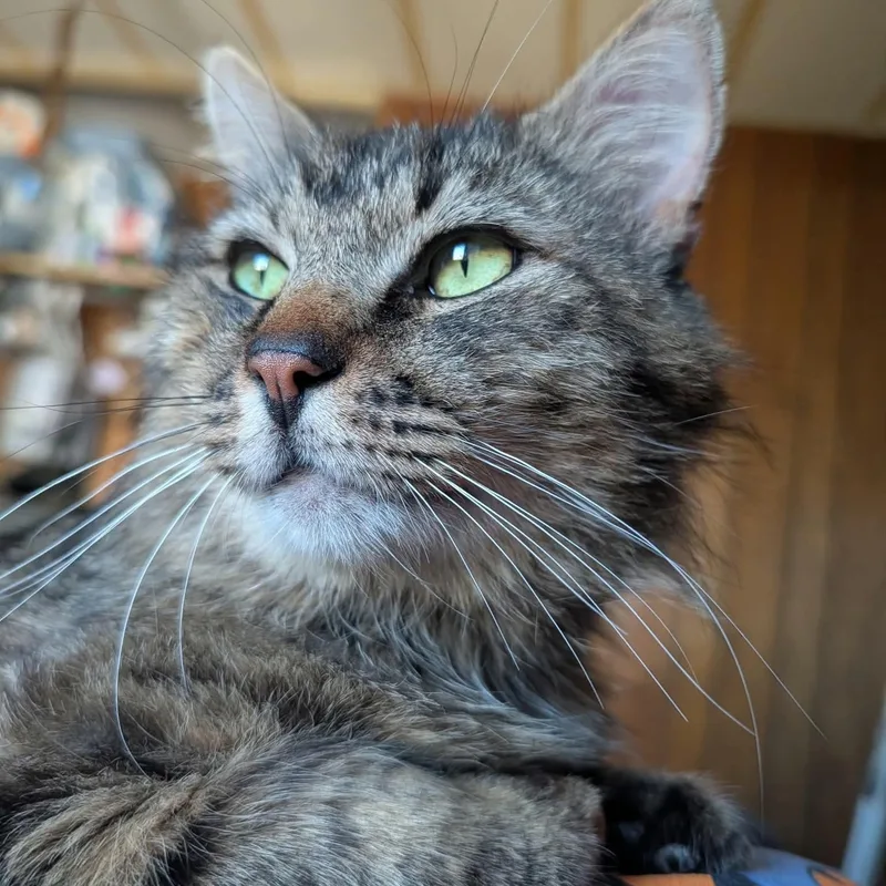 Murphy thumbnail 2