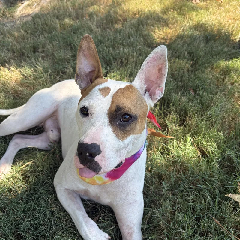 A young medium-sized male Bull Terrier dog named Wrigley for adoption in Cordova, TN