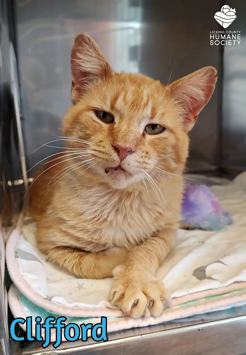 A senior medium-sized male Domestic Short Hair cat named Clifford for adoption in Heath, OH