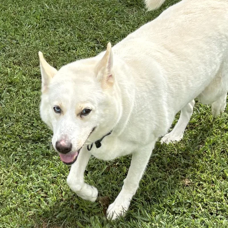 An adult large-sized female Husky dog named Sekira D for adoption in Napoleon, OH