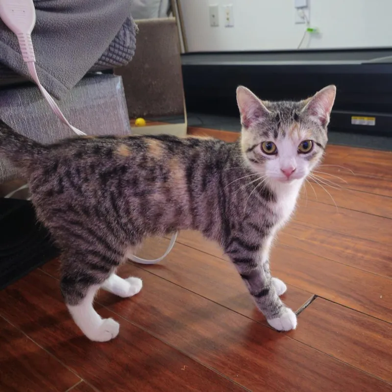 A young small-sized female Brown / Chocolate Domestic Short Hair cat named Margarita Mckenzie for adoption in Merrifield, VA