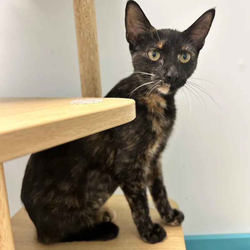 A baby medium-sized female Tortoiseshell cat named Pop for adoption in Grand Rapids, MI