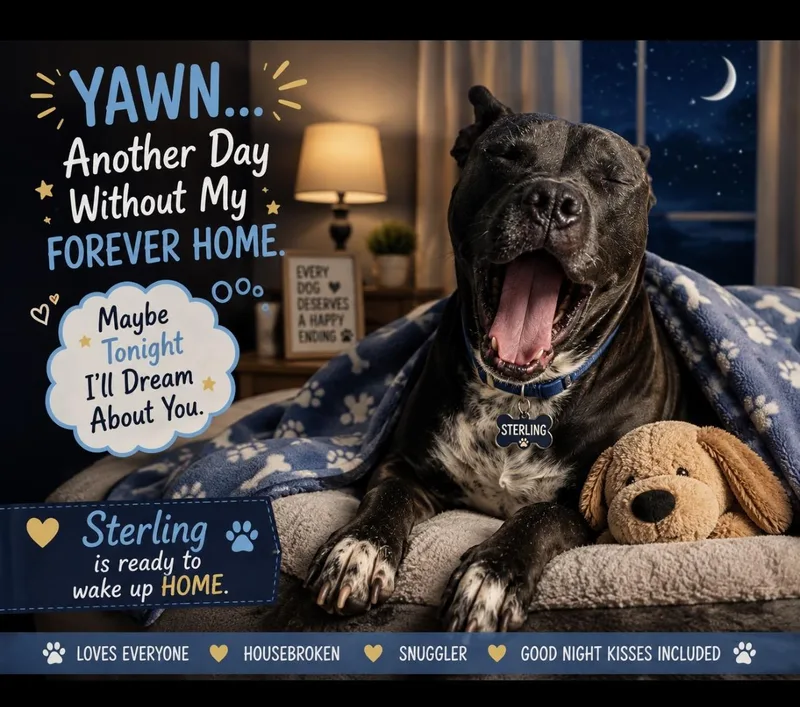 An adult large-sized male Gray / Blue / Silver Pit Bull Terrier dog named Sterling for adoption in CUMMING, GA