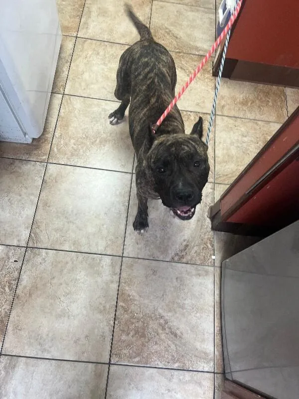 An adult large-sized female Brindle Mixed Breed dog named Deer for adoption in Cincinnati, OH