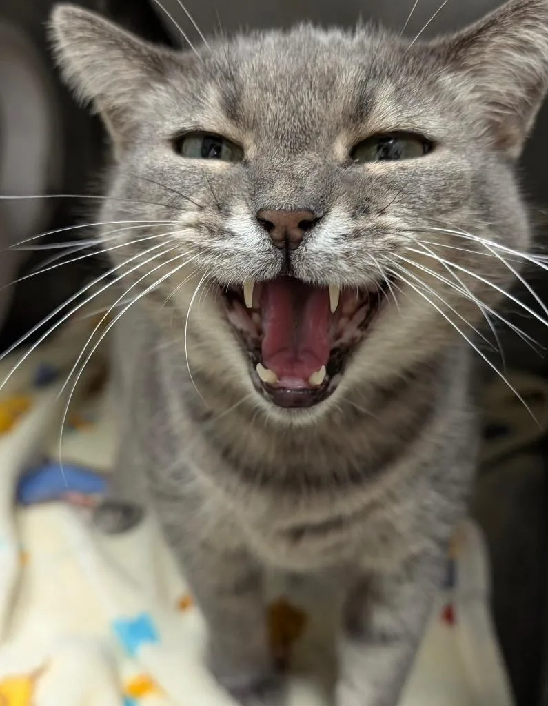 An adult medium-sized female Domestic Short Hair cat named Miss Dolly for adoption in Defiance, OH
