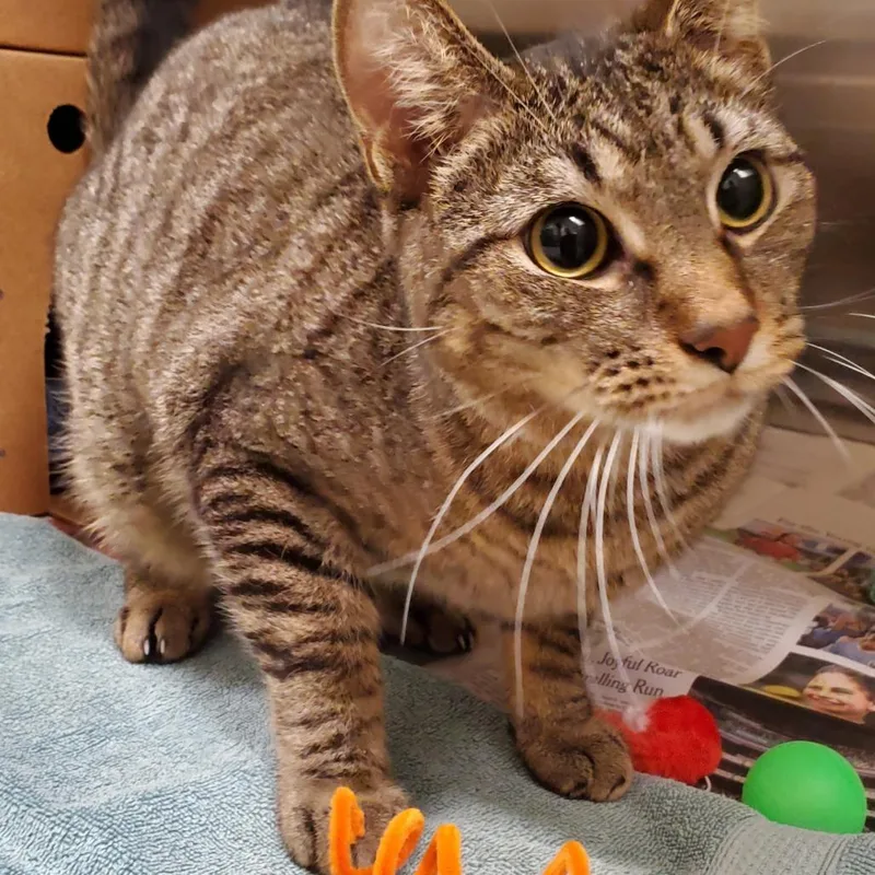 An adult large-sized male Domestic Short Hair cat named Noodles for adoption in Novelty, OH