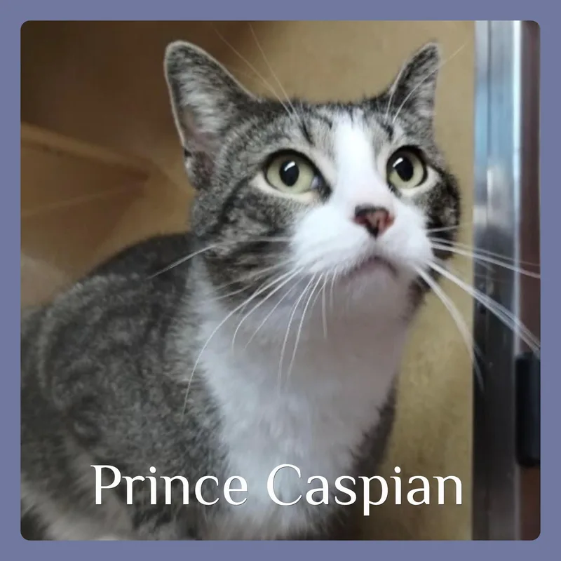 A young medium-sized male Gray & White Tabby cat named Prince Caspian for adoption in Lawton, OK