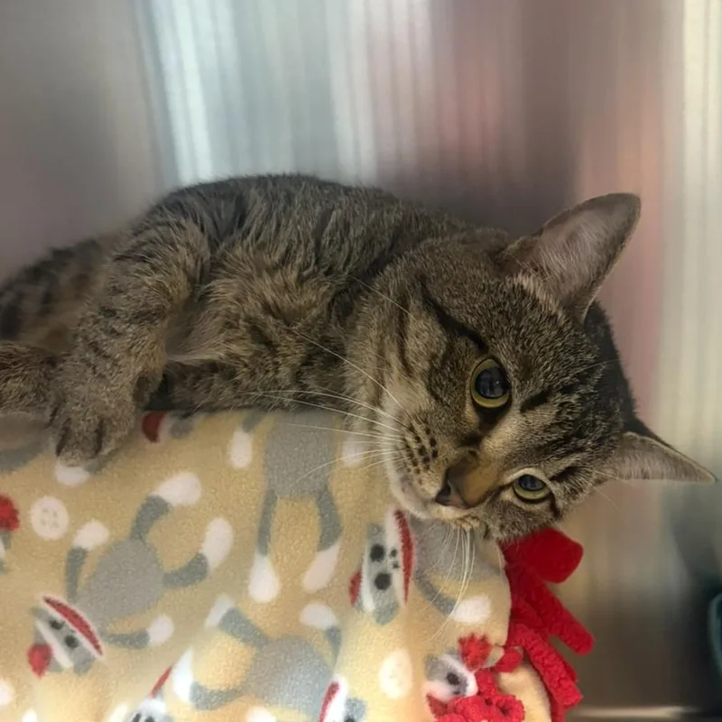 An adult medium-sized male Brown / Chocolate Domestic Short Hair cat named Freddy Purrcury for adoption in Charlottesville, VA